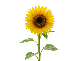 Obraz premium A vibrant yellow sunflower with a detailed center and green stem isolated on transparent background