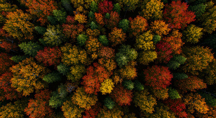 Autumn forest canopy viewed from above