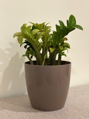 Minimalist indoor decor with ZZ Plant (Zamioculcas zamiifolia) in a Modern Brown Pot on a Neutral...
