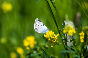 Butterfly on a yellow flower in a meadow in summer