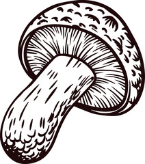 Hand drawn edible mushroom illustration with detailed gills and stem, vintage black line sketch