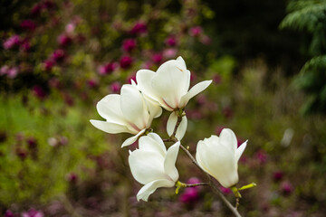 Kwiaty magnolii w Arboretum Kórnickim