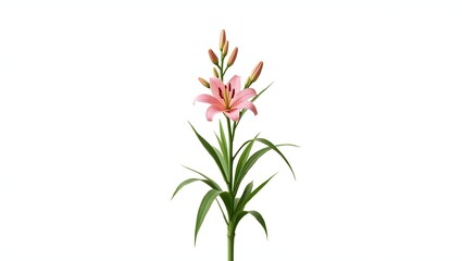 Photorealistic image of a pink Lilium plant isolated on white. Large open bloom with narrow green leaves. Botanical macro with soft light and natural detail.