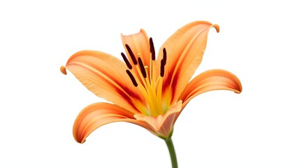 Photorealistic image of an orange Lilium flower isolated on white. Large open bloom with narrow green leaves. Botanical macro with soft light and natural detail.