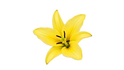Photorealistic image of a yellow Lilium flower isolated on white. Large open bloom with narrow green leaves. Botanical macro with soft light and natural detail.