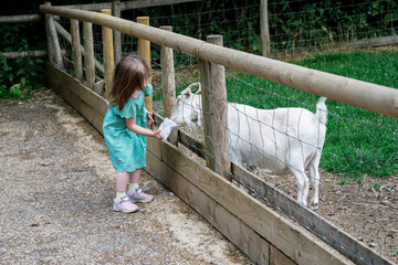 Little girl petting and feeding a goat at the farm, kids and animals