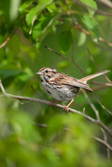 A summer Song Sparrow perched on a branch