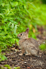 Baby Eastern Cottontail rabbit nibbling on leaves with mosquitoes