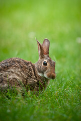 Eastern cottontail rabbit grazing on grass in a backyard lawn