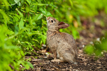 Baby Eastern Cottontail rabbit nibbling on leaves
