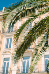 Palm fronds framing elegant pastel building in Rapallo, Italy