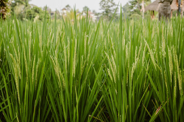 Close-up of growing green rice plants on a rice terrace