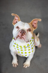 Portrait of a bulldog pittie mixed breed dog with bandana