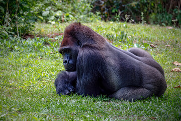 Gorillas are herbivorous, predominantly ground-dwelling great apes
