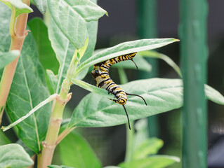 Monarch Caterpillar Feeding on Milkweed Plant