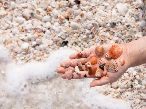 Hand holding seashells on Boca Grande beach, Florida summer scen