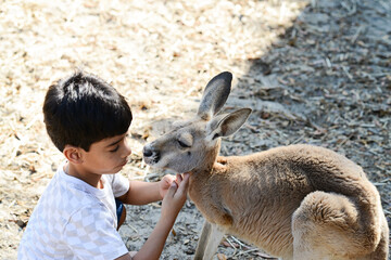 Boy gently strokes a calm kangaroo in a shaded outdoor area