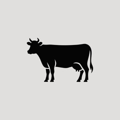 black and white cow