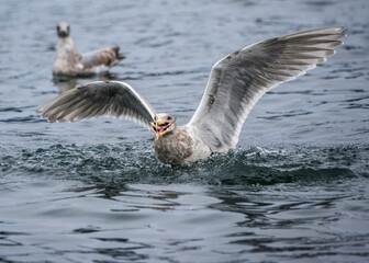 Seagull hunting fish in calm water