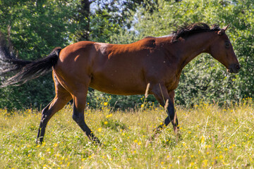 Fototapeta premium Brown horse walking through a lush green field