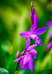 Vibrant purple flower blooms in a lush green garden