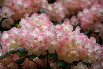 Rhododendron blossoms in full bloom at a garden