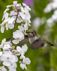 Hummingbird hovering near white flowers