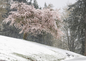 Cherry blossom tree covered in snow