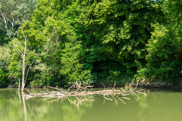 Dead tree and branches in calm water of Bodrog river. Green forest and reflections on the river surface on a sunny summer day.