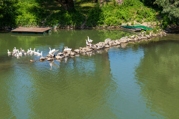 Flock of domestic geese swimming and standing on rocks in a calm river with a small wooden dock and boat in the background. Rural nature scene on a sunny day.