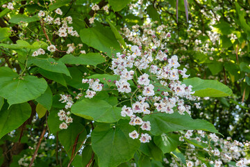Branch of catalpa tree with large green leaves and clusters of small white flowers with purple centers, photographed outdoors in natural sunlight.