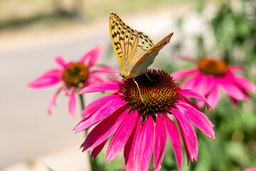 Close-up of a Silver-washed Fritillary butterfly on a pink coneflower outdoors, symbolizing summer, pollination, and natural beauty, ideal for themes of ecology and gardening.