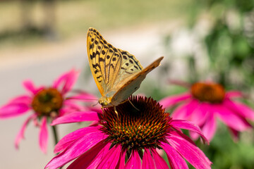 Close-up of a Silver-washed Fritillary butterfly on a pink coneflower outdoors, symbolizing summer, pollination, and natural beauty, ideal for themes of ecology and gardening.