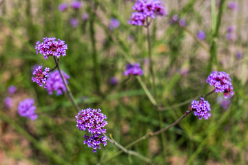 Close-up of purple verbena bonariensis flowers with a blurred green background, showing delicate small blooms on thin stems in a natural garden setting.
