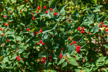 Close-up of honeysuckle shrub (Lonicera) with green leaves and clusters of bright red berries, growing outdoors in summer sunlight.
