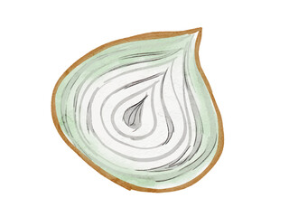 水彩で描いた断面が見える玉ねぎ