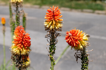 Close-up of Kniphofia uvaria, a perennial with red and yellow torch-shaped flowers on tall stems, partly fading blooms, thriving in a sunny urban roadside location.