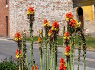 Kniphofia uvaria, a perennial plant with red-yellow torch-like flowers on tall stems, thriving by a sunny roadside near stone and brick buildings.