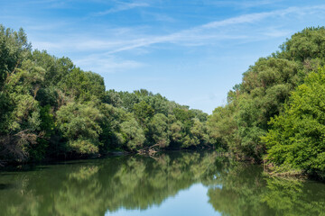 Calm Bodrog river flowing through green forest with clear blue sky. Reflection of trees on the water surface on a sunny summer day.