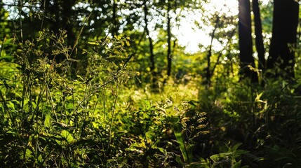 Fototapeta premium Lush Green Forest Illuminated by Sunlight Creating a Serene and Vibrant Natural Scene with Bokeh Background