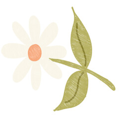 A delicate white flower with pale petals and a yellow center, great for spring themes, wedding desig