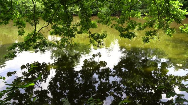 water in the park