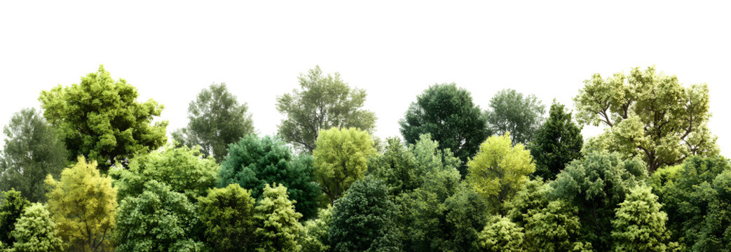 Dense Forest Canopy with Diverse Green Trees Isolated on Black Background