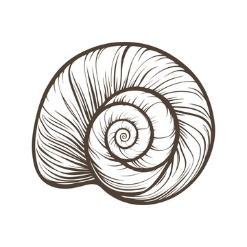 Nautilus Shell Vector &ndash; Spiral Sea Shell Illustration for Marine, Nature, and Ocean Themes

Nautilus Shell Illustration &ndash; Detailed Spiral Marine Vector for Science and Ocean Art

