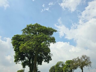 A tall solitary tree stands in an open field under a bright blue sky with light clouds, creating a...