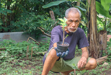Elderly Asian gardener shows off mulberry saplings
