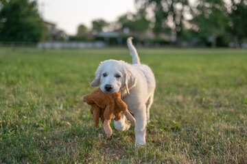 Un petit chiot blanc de race golden retriever qui marche dans un parc avec une peluche dans la bouche