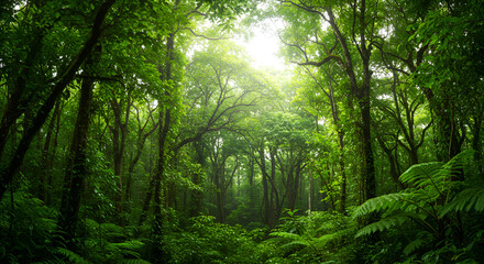 Lush green forest canopy (3)