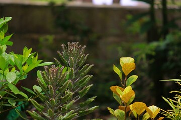 A close-up of various tropical plants, including a succulent Kalanchoe with tiny plantlets and...