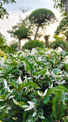Variegated Garden Shrub with White Blooms in Tropical Landscape at Sunset